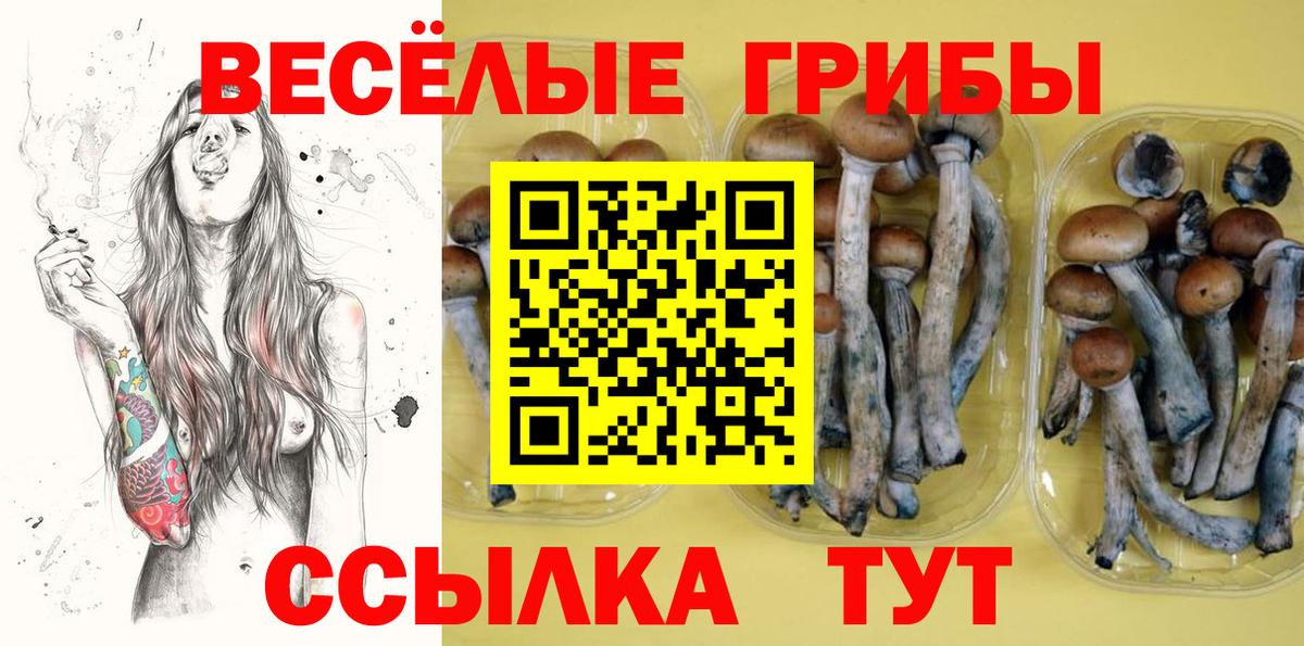 Псилоцибиновые грибы Cubensis  где продают   Новотроицк  Вход с VPN 